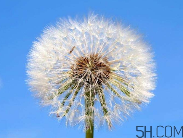 蒲公英能去胎毒嗎？吃什么可以去胎毒？