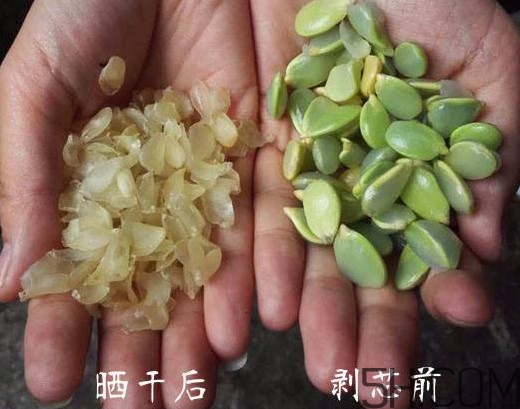 皂角米什么人不能吃？皂角米什么地方產(chǎn)的好？