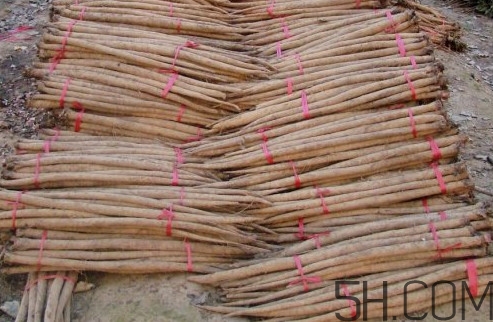 牛蒡用去皮嗎？牛蒡茶什么時候喝最好
