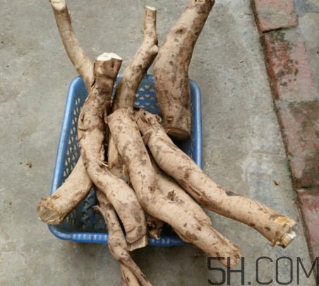 牛蒡是牛大力嗎？牛蒡和牛大力的區(qū)別