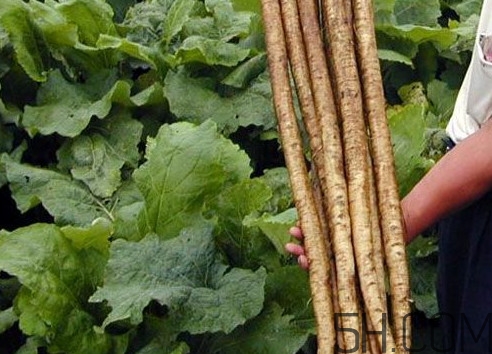 牛蒡要種多久才可以收割？女性喝牛蒡茶有什么好處