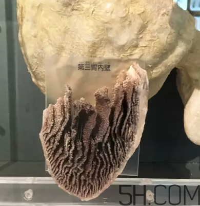 牛百葉和毛肚是一個東西嗎？牛百葉上面有層黑皮能吃嗎？