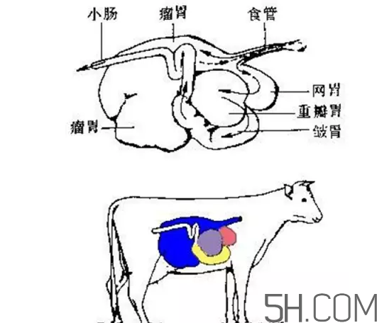 牛百葉和毛肚是一個東西嗎？牛百葉上面有層黑皮能吃嗎？