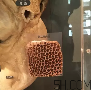 牛百葉和毛肚是一個東西嗎？牛百葉上面有層黑皮能吃嗎？