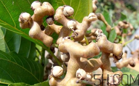 拐棗能夠治療風(fēng)濕嗎？拐棗的藥用價(jià)值有哪些？