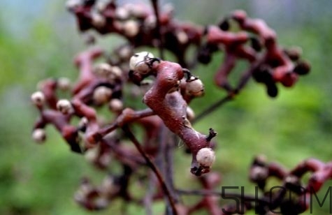 血藤跟拐棗可以一起泡酒嗎？拐棗可以和什么搭配泡酒？