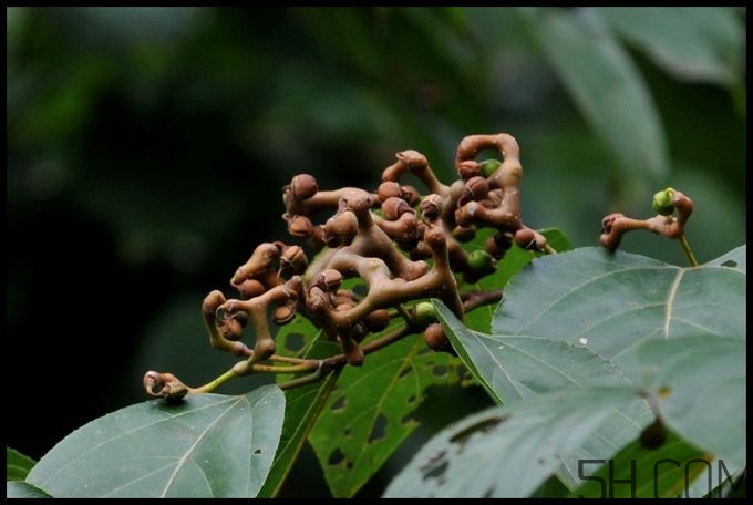 拐棗能夠治療風(fēng)濕嗎？拐棗的藥用價(jià)值有哪些？