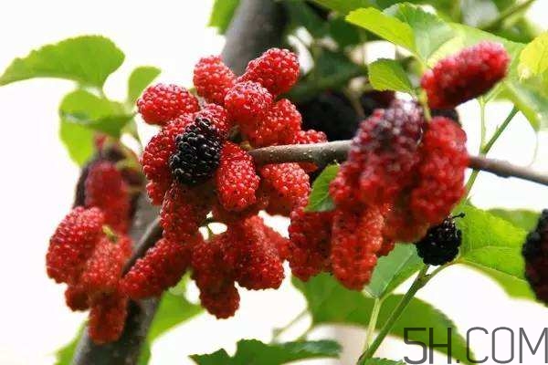 血藤跟拐棗可以一起泡酒嗎？拐棗可以和什么搭配泡酒？