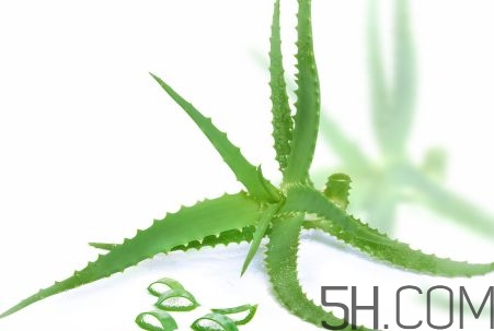 蘆薈泡酒可以喝嗎？蘆薈泡酒治什么病？