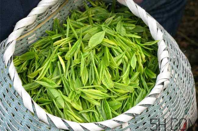 茶葉發(fā)霉是什么樣子？茶葉發(fā)霉怎么鑒別？