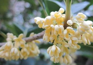 桂花可以放冰箱嗎？新鮮桂花可以放冰箱嗎？
