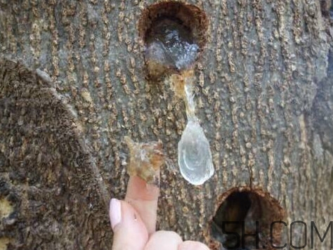 雪燕孕婦可以吃嗎？雪燕的價格多少錢一斤