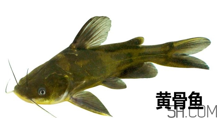 黃骨魚是發(fā)物嗎？黃骨魚是什么魚？