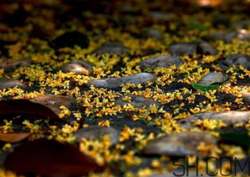 桂花可以放冰箱嗎？新鮮桂花可以放冰箱嗎？
