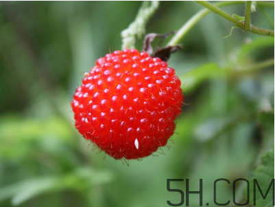 覆盆子的作用有哪些？覆盆子和桑葚哪個(gè)好吃？