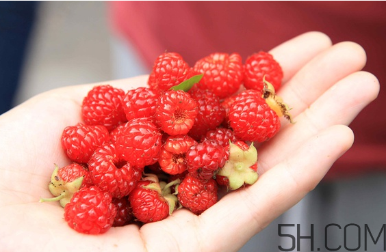 樹(shù)莓可以冷凍幾天？野草莓是樹(shù)莓嗎？