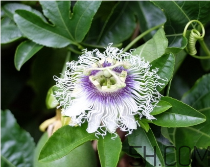 什么時(shí)候種植百香果最適宜？百香果軟的好還是硬的好？