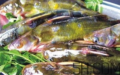 黃骨魚是發(fā)物嗎？黃骨魚是什么魚？