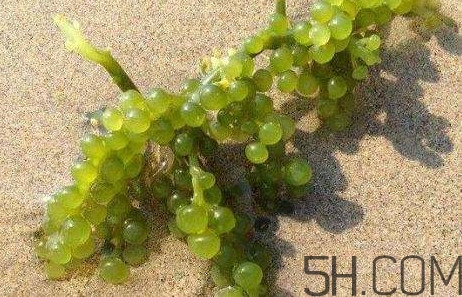 海葡萄有什么功效？海葡萄人工養(yǎng)殖條件