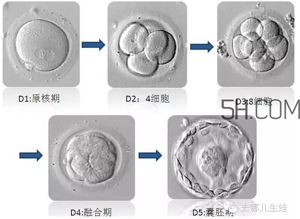 試管嬰兒有什么風(fēng)險？試管嬰兒長大后的弊端