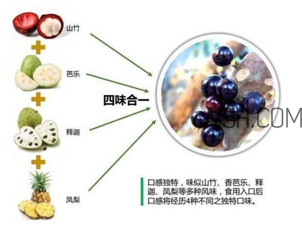 嘉寶果怎么吃？嘉寶果什么時候種植