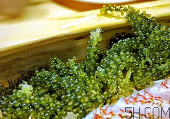 海葡萄有什么功效？海葡萄人工養(yǎng)殖條件