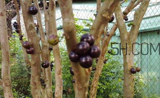 嘉寶果幾年結(jié)果？嘉寶果好吃嗎