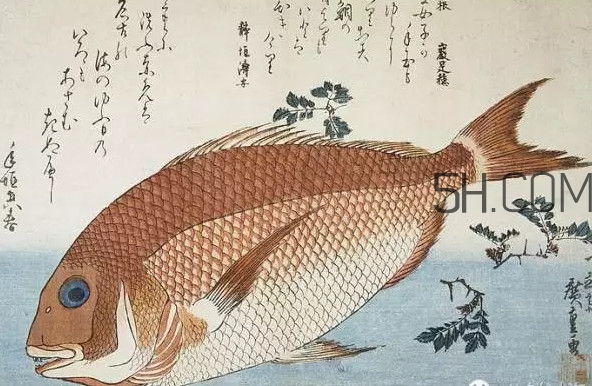 鯛魚是什么魚？鯛魚是什么樣子的