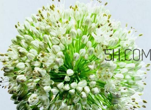 什么人不能吃韭菜花？肝火旺可以吃韭菜嗎？