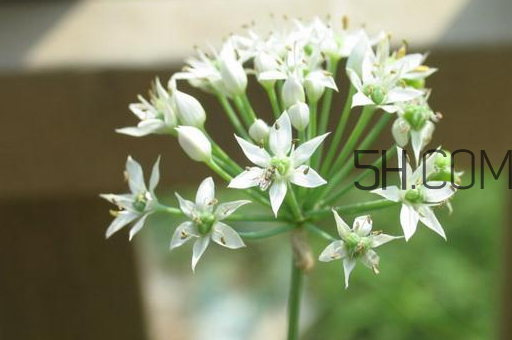 什么人不能吃韭菜花？肝火旺可以吃韭菜嗎？
