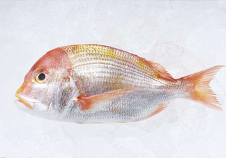 鯛魚是什么魚？鯛魚是什么樣子的