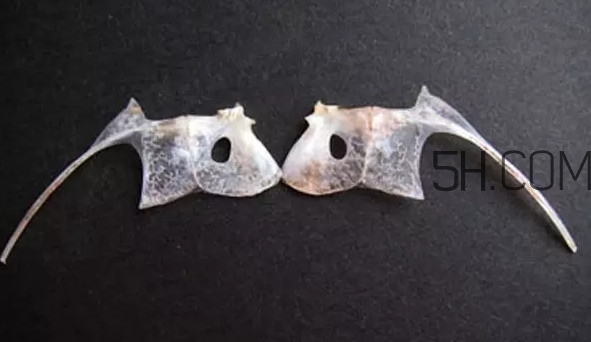 鯛魚是什么魚？鯛魚是什么樣子的