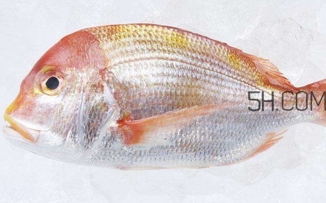 鯛魚是什么魚？鯛魚是什么樣子的
