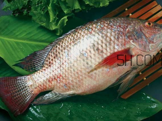 鯛魚(yú)刺身有寄生蟲(chóng)嗎？鯛魚(yú)是羅非魚(yú)嗎