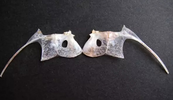 鯛魚多少錢一斤？鯛魚魚骨有什么營(yíng)養(yǎng)價(jià)值