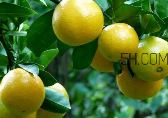 皇帝柑是哪里的特產(chǎn)？皇帝柑是熱性還是涼性？