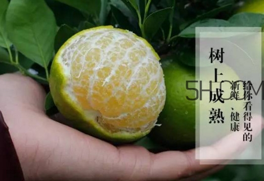 皇帝柑是橘子嗎？皇帝柑怎么保存