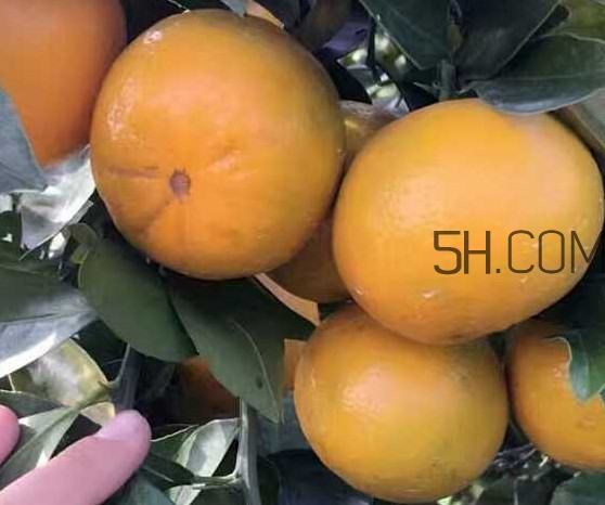 種皇帝柑1棵成本多少？皇帝柑怎么種植