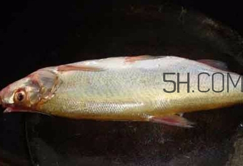 刁子魚是什么魚？刁子魚是翹嘴鲌嗎