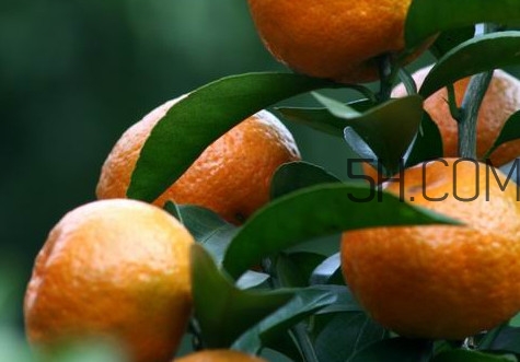 皇帝柑是哪里的特產(chǎn)？皇帝柑是熱性還是涼性？