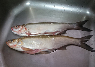 刁子魚是淡水魚嗎？刁子魚怎么釣