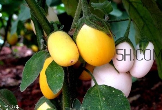 蛋樹果實(shí)可以吃嗎？蛋樹長什么樣