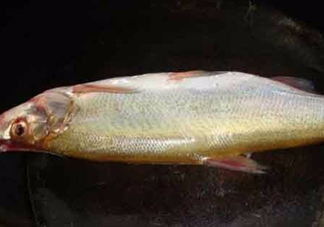 刁子魚是什么魚？刁子魚是翹嘴鲌嗎