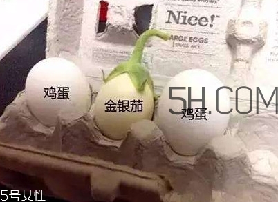 蛋樹可以種植嗎？蛋樹苗哪里可以買到