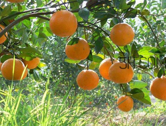貢柑怎么預(yù)防裂果？貢柑種植管理技術(shù)