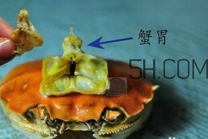螃蟹的屎在哪里？螃蟹的屎和蟹黃怎么分辨？