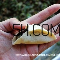 怎么包餃子快又好看？十種家常包餃子的方法~