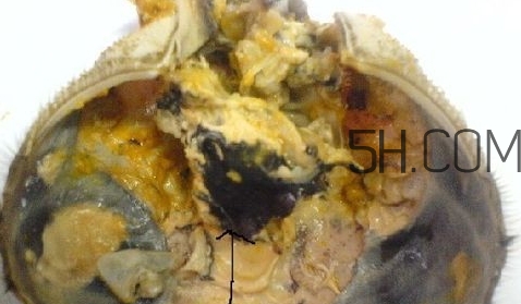 螃蟹的屎在哪里？螃蟹的屎和蟹黃怎么分辨？