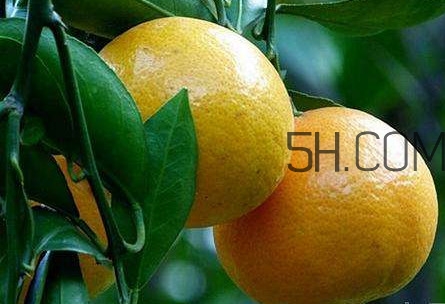 貢柑怎么預(yù)防裂果？貢柑種植管理技術(shù)