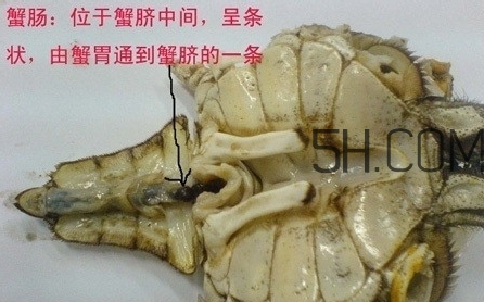 螃蟹的屎在哪里？螃蟹的屎和蟹黃怎么分辨？